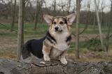 CORGI PEMBROKE 1452